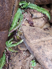Polystichum kruckebergii