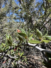 Cercocarpus ledifolius