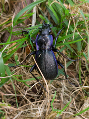 Carabus macrocephalus