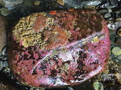 Eudistoma