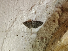 Gymnoscelis rufifasciata
