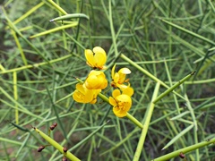 Senna spiniflora