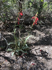 Penstemon eatonii
