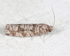 Retinia gemistrigulana