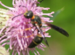 Parancistrocerus histrio