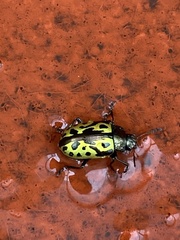 Zygogramma signatipennis