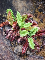 Polystichum kruckebergii