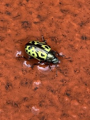 Zygogramma signatipennis