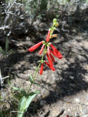 Penstemon eatonii