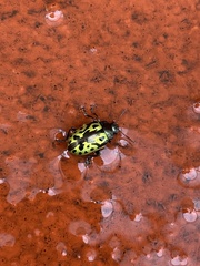 Zygogramma signatipennis