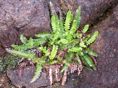 Polystichum kruckebergii