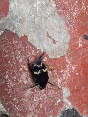 Amithao marginicollis