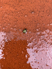 Zygogramma signatipennis