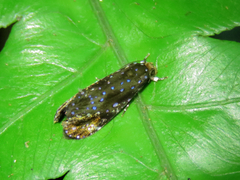 Dacryphanes cyanastra