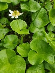 Caltha biflora