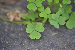Oxalis grandis