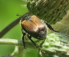 Strigoderma arbicola