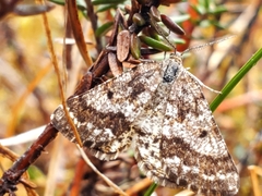 Eufidonia convergaria