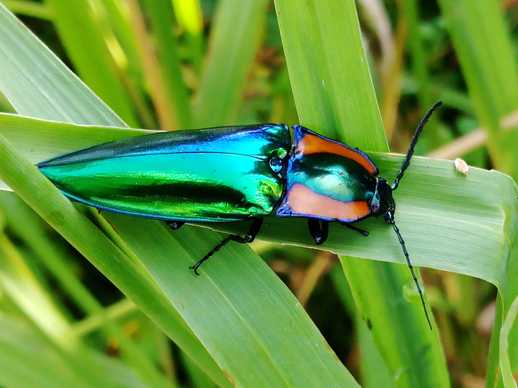 Campsosternus yasuakii