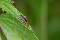 Cantharis nigra