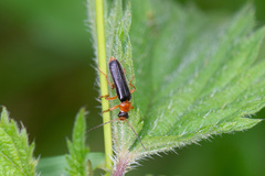 Cantharis nigra