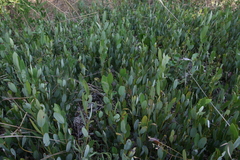 Diospyros chamaethamnus