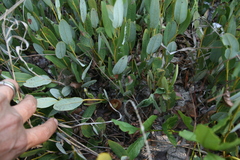 Diospyros chamaethamnus