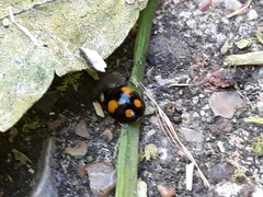 Harmonia axyridis