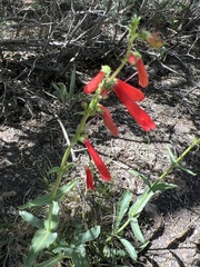 Penstemon eatonii
