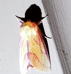 Hyparpax aurora