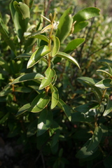 Diospyros virgata
