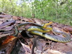 Chironius carinatus