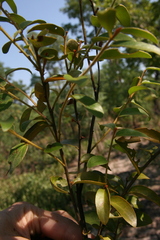 Diospyros virgata