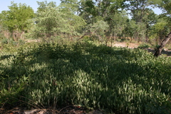 Diospyros chamaethamnus