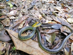 Chironius carinatus