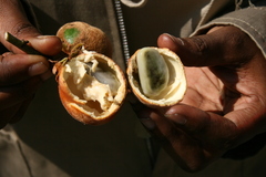 Diospyros chamaethamnus