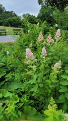 Spiraea