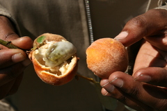 Diospyros chamaethamnus