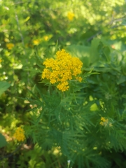 Descurainia tanacetifolia