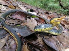 Chironius carinatus