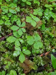 Rubus pedatus