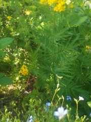 Descurainia tanacetifolia