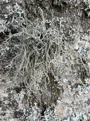 Lethariella intricata