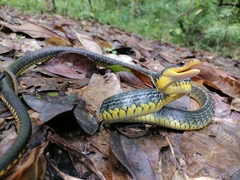Chironius carinatus