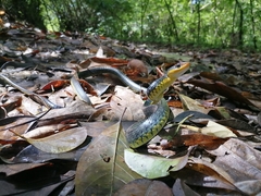 Chironius carinatus