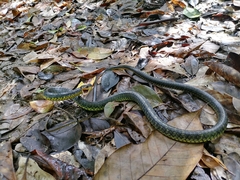 Chironius carinatus