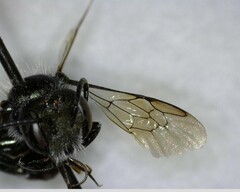 Osmia