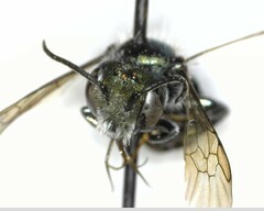 Osmia