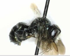 Osmia