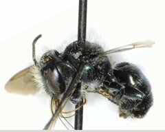 Osmia